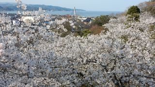 氷見の桜の名所。市街地や海も見渡せます