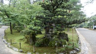 名前も龍石の椿です