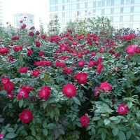 ホテル内のバラ園