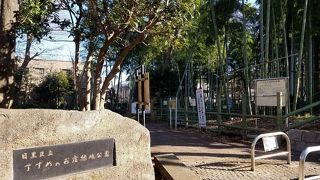 竹林に雀が多く住み着いていた