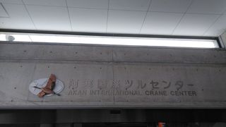 たくさんのタンチョウが見られました