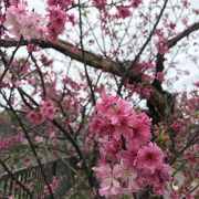 与儀公園で花見