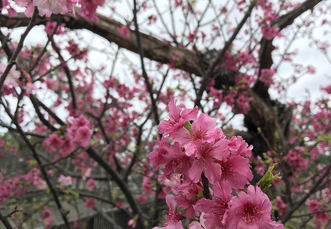 与儀公園 クチコミ アクセス 営業時間 那覇 フォートラベル