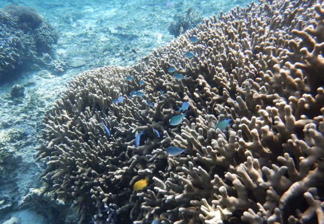 与論の海中公園でシュノーケル