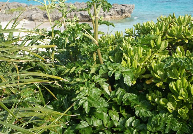 寺崎海岸 クチコミ アクセス 営業時間 与論島 フォートラベル 寺崎海岸 クチコミ アクセス 営業時間 与論島 フォートラベル
