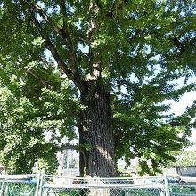 囲いの中にありました