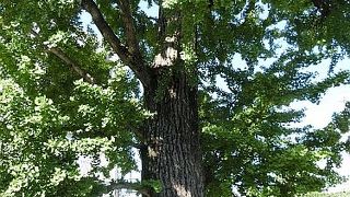 関東大震災の生き証人