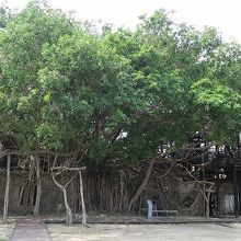 安平樹屋（全景）