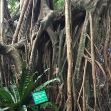 オオタニワタリ