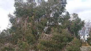 よくぞ生き永らえた！