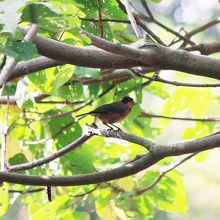 オーストンヤマガラ