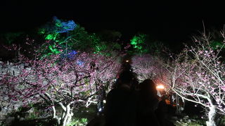 寒緋サクラの今帰仁城跡 ♪