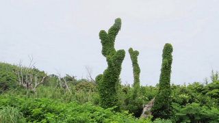 オーストンヤマガラが見られました。