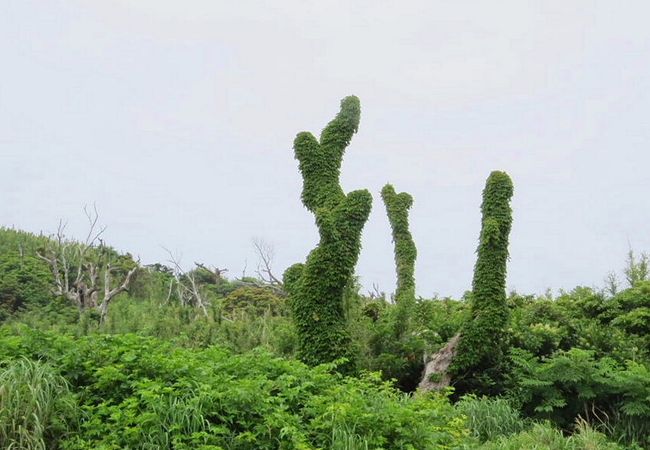 オーストンヤマガラが見られました。