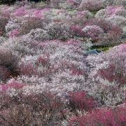 東海の桃源郷！