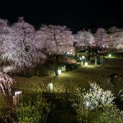 落花の絨毯とライトアップが素晴らしい