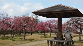 神崎緑地公園の一部