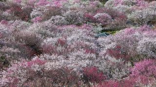 東海の桃源郷！