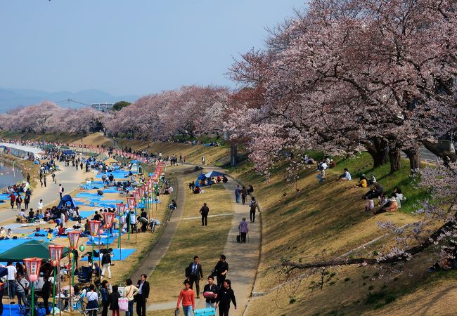 岡山市の花見 クチコミ人気ランキングtop3 フォートラベル 岡山県