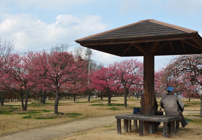 神崎緑地公園の一部