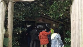 ガジュマルがまさに土の中に入ろうとしていた