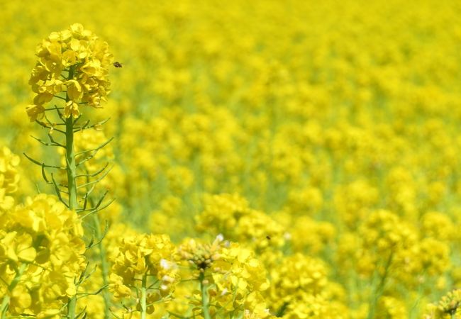 見事な菜の花畑