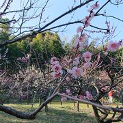 梅は終盤 菜の花咲き始めましたが工事中