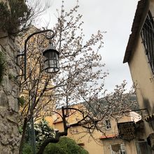 アーモンドの花が咲く