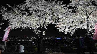 桜の時期になるとライトアップされる。