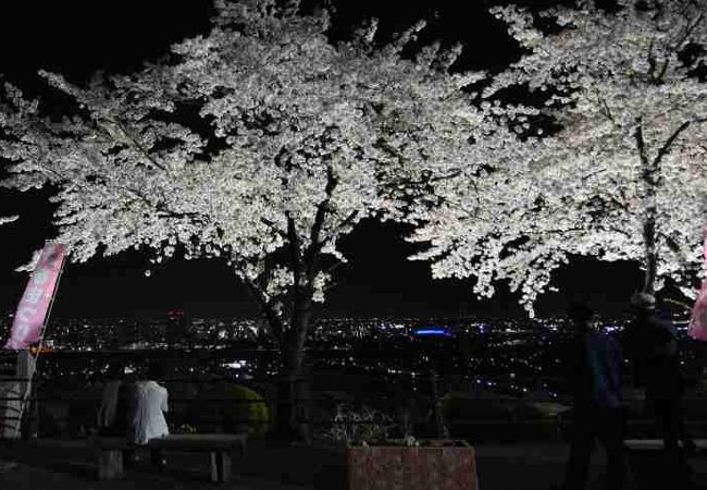 桜の時期になるとライトアップされる。