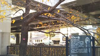 ワシントンから里帰りしたシドモア桜