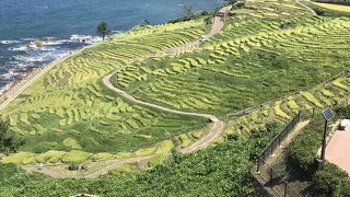 大きな棚田でしたが、写真とちょっと違うような……。