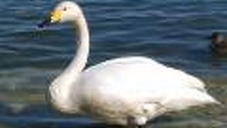 浅所海岸の白鳥