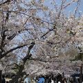 空いてる桜まつり