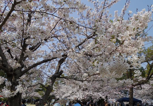 空いてる桜まつり