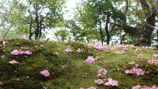 「有楽椿」が美しい等持院。椿は”落ち椿”が美しい。