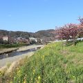 保田川頼朝桜の里 竹灯篭まつり