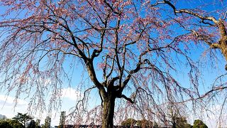 垂れ桜が咲き始めてます