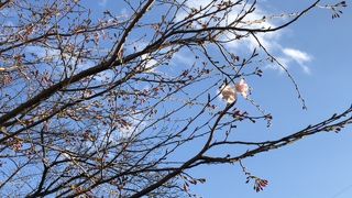 桜は数輪咲き始め