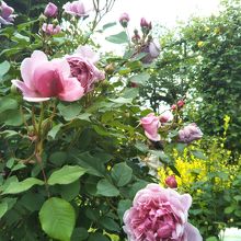 港の見える丘公園 ローズガーデン