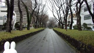 さいたま新都心から氷川神社までつながる参道並木