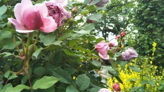 薔薇のひととき