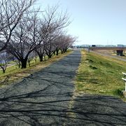 桜と荒川