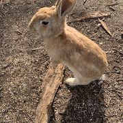 ウサギとの違和感