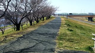 桜と荒川