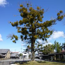 敷地内に聳える１7ｍの榎の大木