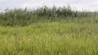 珍鳥マダラチュウヒが見られました。