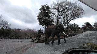 言わずと知れた野生の王国
