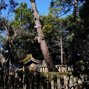 洗足池のほとりにある妙福寺の境内にある日蓮上人の袈裟掛けの松