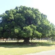 昭和天皇が皇太子時代に植えたガジュマルの木